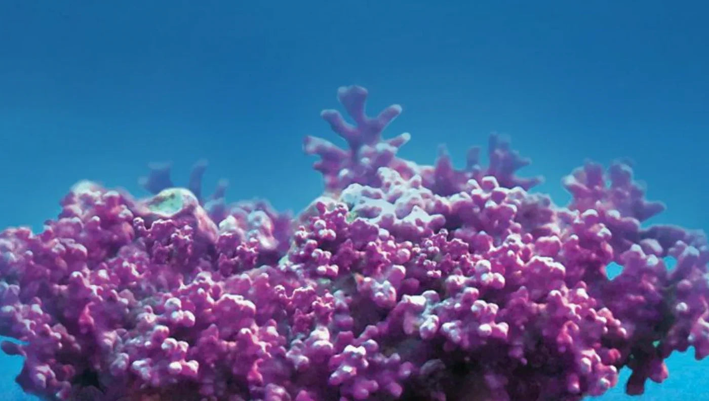 83 Deep-Sea Minerals