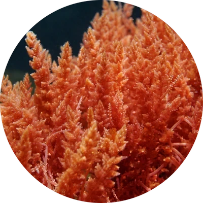 Aquamin Sea Minerals